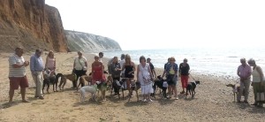 Sandown IoW - 17 sighthounds at this new walk.